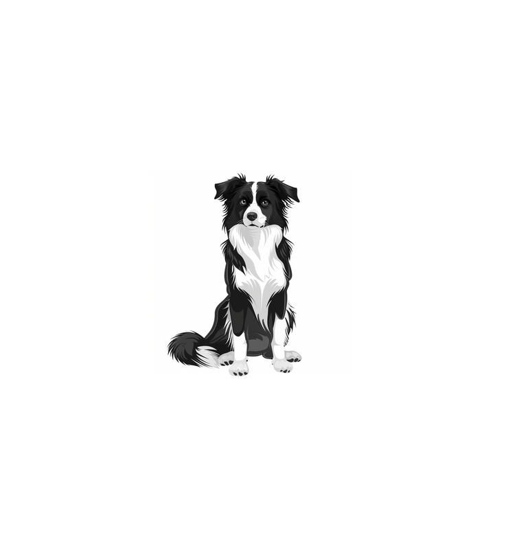 Cartoon Border Collie illustration in black and white